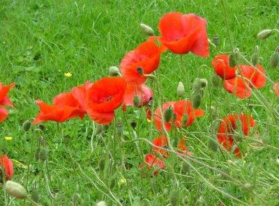 Self-planted field poppies in my garden