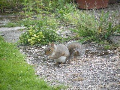Contented squirrel came back for more