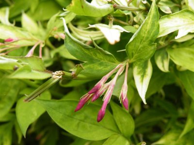 id? honeysuckle?  at Cwm Ivy