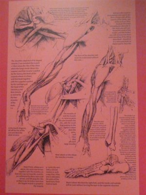 The muscles of the shoulder and arm, and the bones of the foot  c.1510 - translation