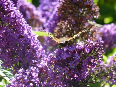 Bakewell butterfly on Buddleia