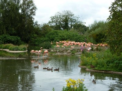 Caribbean flamingos