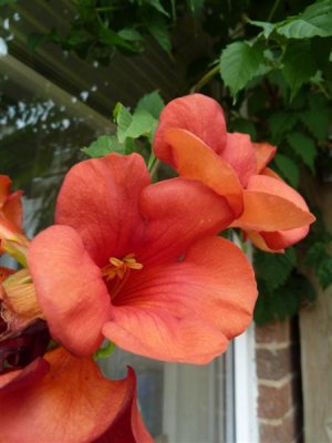 Hibiscus by the cafe loo