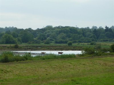 P1100754 (Medium).JPG