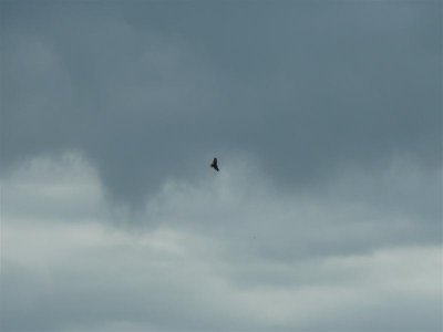 Bird of prey, from the Holden Tower