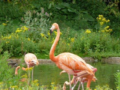 Caribbean flamingos