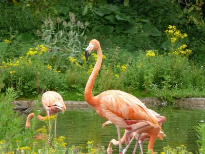 Slimbridge 2012