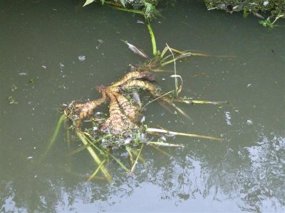 Strange root