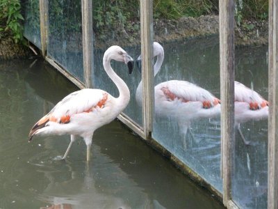 Yes you are beautiful (Andean flamingo)