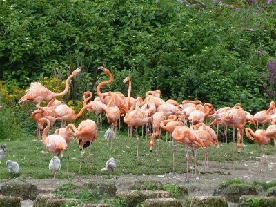 Caribbean flamingos