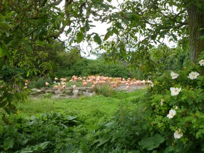 Caribbean flamingos