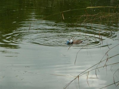 P1100887 (Medium).JPG