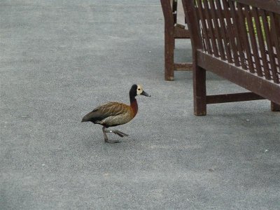 P1100900 (Medium).JPG