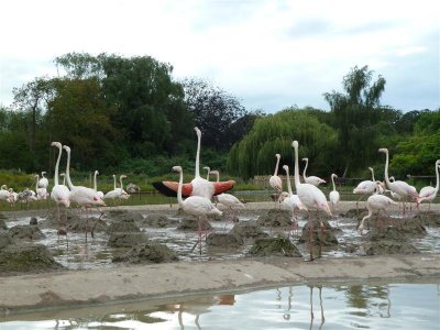 Greater flamingos