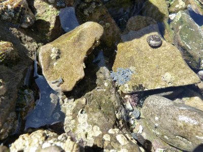 Little grey wriggly things in a rock pool