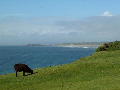 Baa baa....no it was too busy grazing