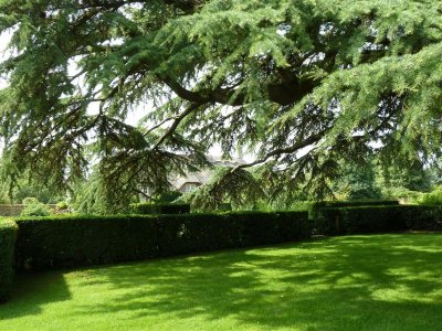 Cedar of Lebanon in the Old Garden