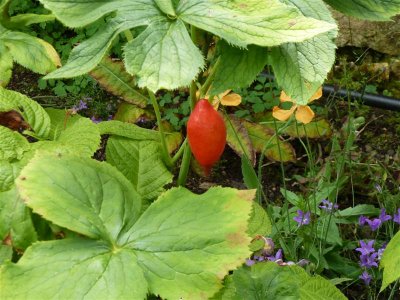 Strange plant in the edges of the Old Garden