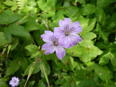 Pretty geranium in the Bathing Pool Garden