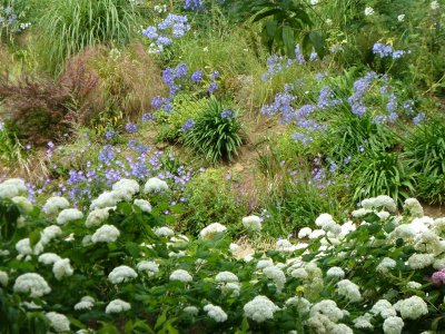 Hydrangea Corner