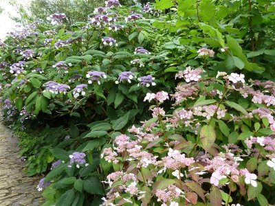 Hydrangea Corner