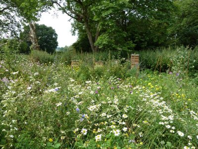 Lovely spot for bees