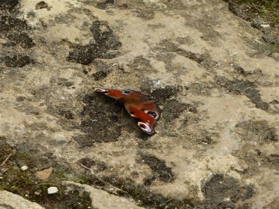 Basking peacock buttterfly