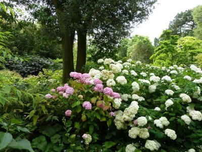 The Central Stream Garden