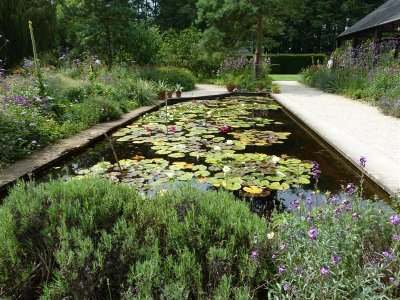 The Lily Pool