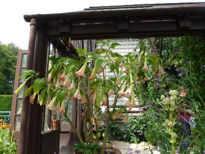 Abutilon in the Plant House