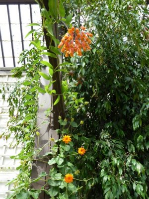 In the Plant House