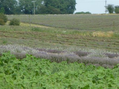 Snowshill Lavender