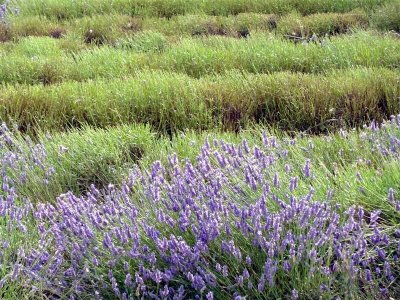 Snowshill Lavender