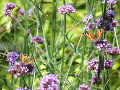 Butterflies enjoying the verbena bonariensis