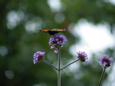 verbena bonariensis