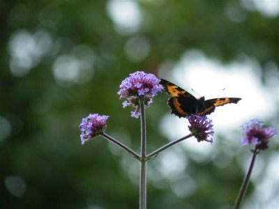 verbena bonariensis