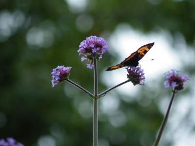 verbena bonariensis