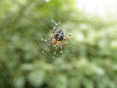 Busy spider - managed not to walk through this one!