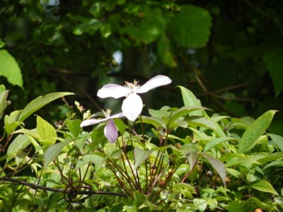 Late clematis