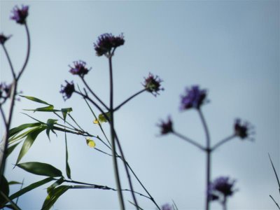 verbena bonariensis