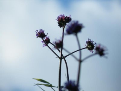 verbena bonariensis-almost like a shadow