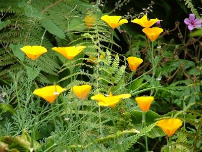 6 August 2006: Joyce and Mick's garden