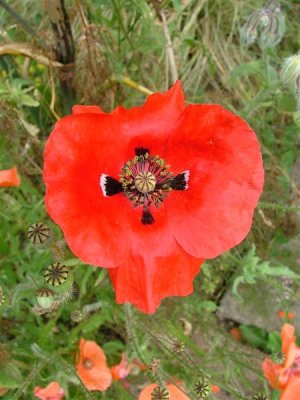 6 August 2006: Joyce and Mick's garden