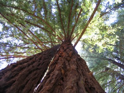 Mill Valley redwood