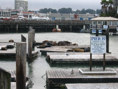 Sea Lions at Pier 39.  Loud and smelly.
