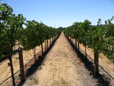 Clos Du Val grapes