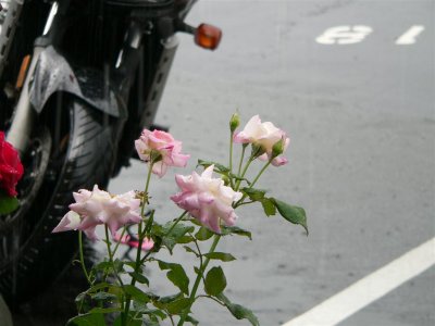 bike, roses & rain drops