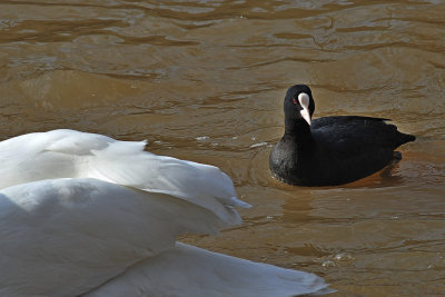 LYSKA - Fulica atra- the Coot and the swan. 