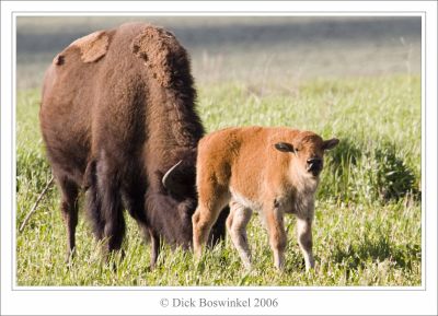 Bison Mother & Baby