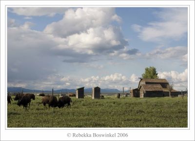 Bisons at Mormon Row